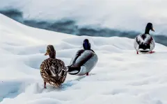 В Алматы утки остались зимовать на водоемах: к горожанам обратились с важной просьбой