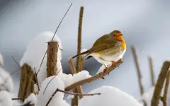 Снег и похолодание ожидаются на большей части Казахстана