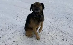 Хатико по-казахстански дождался хозяина, освободившегося по амнистии