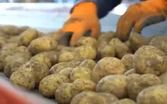 Картофелеводы Алматинской области налаживают партнерство с PepsiCo