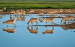 Численность диких животных внесут в специальную цифровую карту