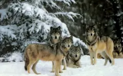 Сколько животных разрешено отстреливать в 2025 году