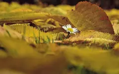 Теплая погода ожидается на юге Казахстана