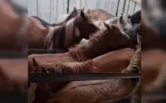 Грузовик с похищенными лошадьми задержали в Темиртау