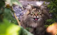 Идеальные кошки для семьи: 6 пород, которые любят детей