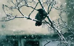 Мороз и снегопад снова обрушатся на Казахстан: прогноз на 11-13 ноября