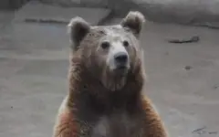 Редкий тяньшанский бурый медведь замечен в казахстанских горах