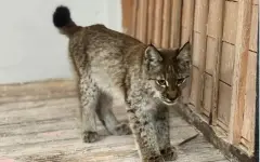 В Абайской области детеныш рыси вышел к людям за помощью