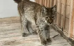 Редкий и опасный котенок пришел к людям из леса на востоке Казахстана: ему подарили шанс
