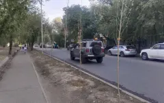 Саженцы деревьев ежегодно десятками гибнут в Алматы
