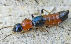 Ядовитые жуки атаковали туристов во Вьетнаме