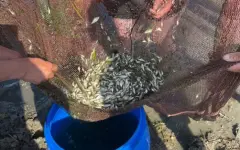 Более 237 тысяч сеголеток белого амура выпущено в реку Есиль