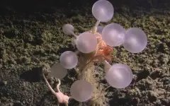 Шар смерти: в водах Антарктиды обнаружили 30 новых существ