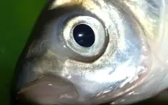 Рыбную аферу на 254 млн тенге провернули руководители СПК