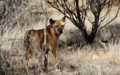 Главного наземного хищника Австралии хотят сделать домашним животным
