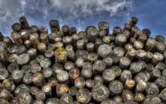 В Казахстане продлят запрет на вывоз отдельных видов лесоматериалов