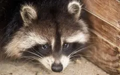 Еноты могут стать следующими домашними питомцами американцев