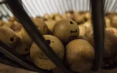 Бездомный пенсионер из Таиланда выиграл более 284 миллионов тенге