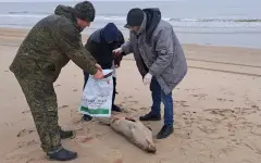 Мертвых тюленей нашли на берегу Каспия в Дагестане