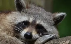 Енот разгромил алкомаркет в США и уснул в туалете