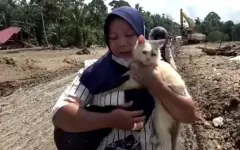 Запертого в доме кота спасли через неделю после наводнений в Индонезии