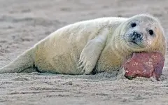 Тюлень заполз в пивной бар Новой Зеландии и устроил переполох среди гостей