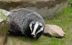 Неуловимый обитатель степи впервые попал в фотоловушку в Алтын-Эмел