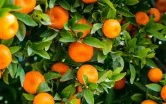 Какие полезные свойства скрываются в мандаринах