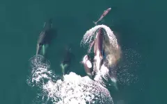 Морские биологи впервые зафиксировали совместную охоту косаток и дельфинов