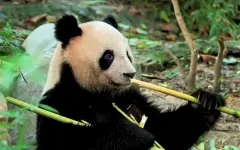Япония может лишиться всех панд с 2026 года