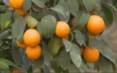 Урожай лимонов в 1200 тонн ожидают в Туркестанской области