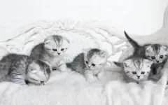 Китаянка с социальной тревожностью накормила 120 кошек остатками со 100 свадеб