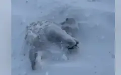 Жители сел в ЗКО вручную откапывают из-под снега овец