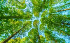 На 5,9% увеличилась территория лесных массивов в Казахстане