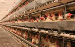 Холдинг – хорошо, а кластер – лучше