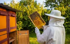 Правильные пчелы будут делать правильный мед: поправки в закон о пчеловодстве