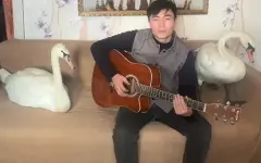 Казахстанцы пристально следят за судьбой спасенных лебедей в Павлодарской области