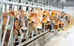 Ряд льготных программ запустят для животноводов в 2026 году