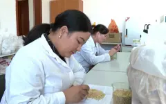 Аграрную стратегию меняют в Кызылординской области