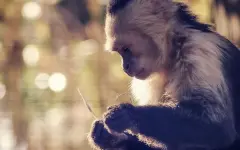 Гороскоп на 23 января: не поддавайтесь импульсам