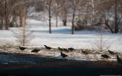 Прогноз погоды в Казахстане на 23 января