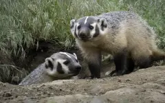 Рабочие жестоко расправились с барсуками в Акмолинской области