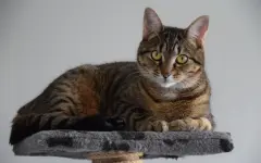 Потерявшийся в Испании кот прошел сотни километров и нашел своих хозяев во Франции