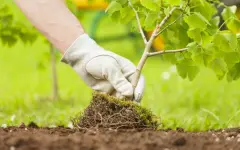 Нарушения в сфере защиты зеленых насаждений выявили в СКО