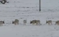 Сайгаки зашли в населенные пункты Атырауской области