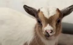 Зоопарк Алматы выступил с хорошей новостью