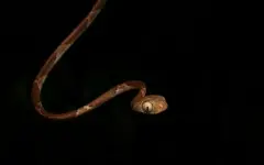 Ученые случайно открыли новую парадоксальную змею из другого мира