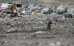 Дачные массивы Талдыкоргана зарастают мусором