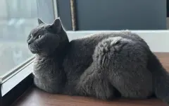 Почему кошки любят смотреть в окно