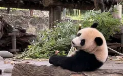 Тысячи людей в Токио прощаются с последними пандами в Японии